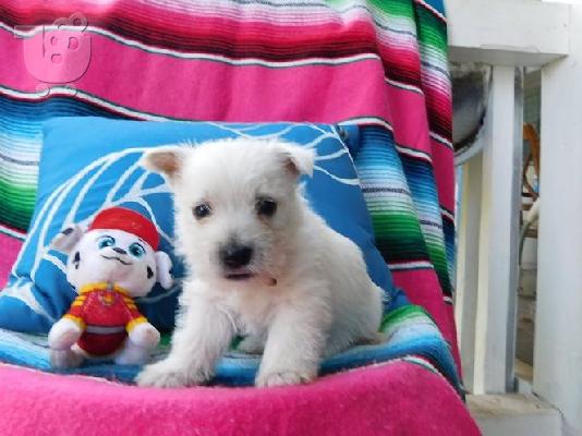 PoulaTo: West Highland White Terrier